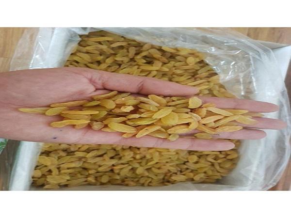 تصویر 1 از قیمت خرید کشمش طلایی پلویی عمده به صرفه و ارزان