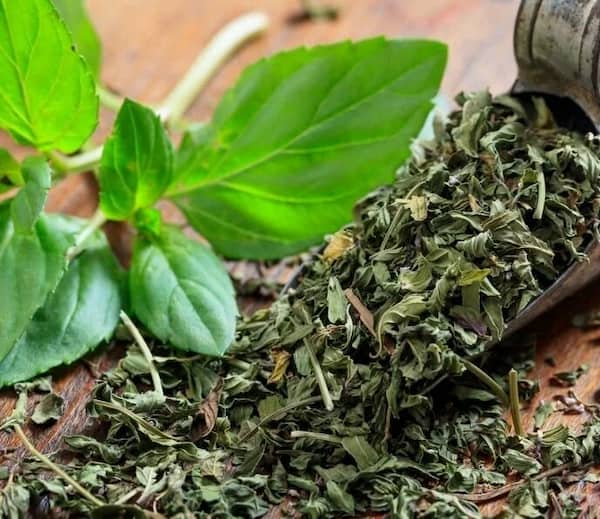 تصویر 1 از قیمت خرید نعنا خشک عمده + فروش ویژه