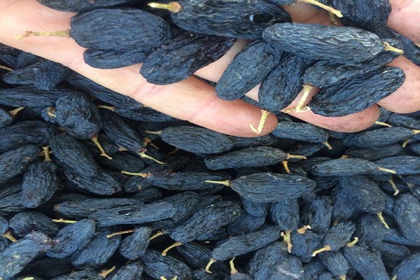 تصویر 4 از خرید مویز سیاه شانی + قیمت فروش استثنایی