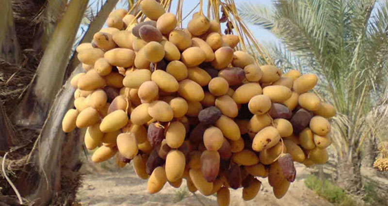تصویر 3 از فروش رطب خرما خارک + قیمت خرید به صرفه