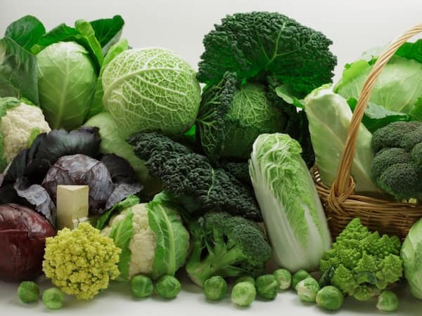 تصویر 1 از خرید گل کلم مخروطی + قیمت فروش استثنایی