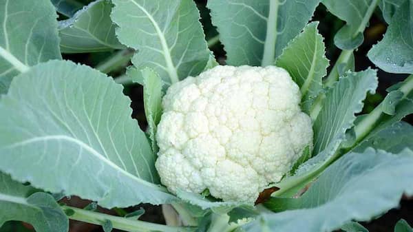 تصویر 1 از خرید گل کلم پیوندی + قیمت فروش استثنایی