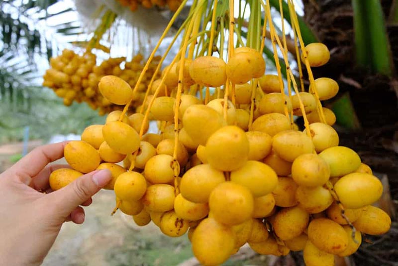 تصویر 4 از خرید و فروش خرما رطب درجه یک با شرایط فوق العاده