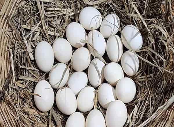 تصویر 1 از قیمت تخم مرغ محلی سفید + خرید باور نکردنی