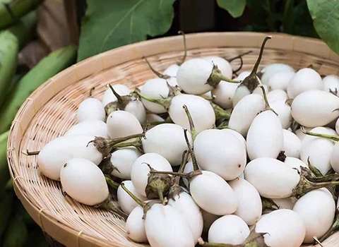 تصویر 2 از قیمت تخم مرغ محلی سفید + خرید باور نکردنی