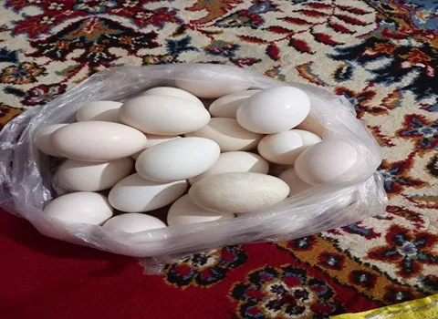 تصویر 1 از فروش تخم مرغ محلی + قیمت خرید به صرفه