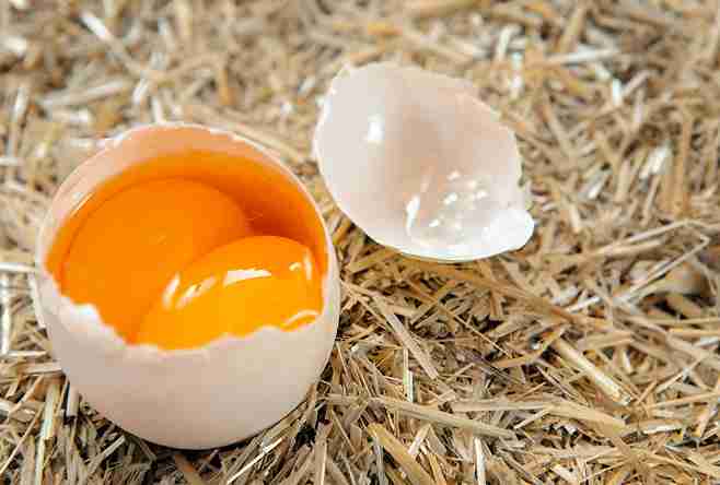 تصویر 3 از خرید و قیمت تخم مرغ زرده زعفرانی + فروش عمده
