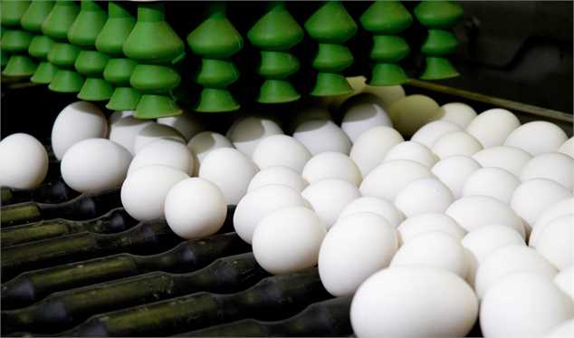 تصویر 5 از قیمت خرید تخم مرغ 12 عددی با فروش عمده