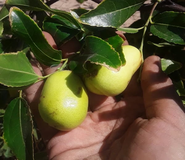 تصویر 3 از قیمت خرید میوه عناب سبز با فروش عمده