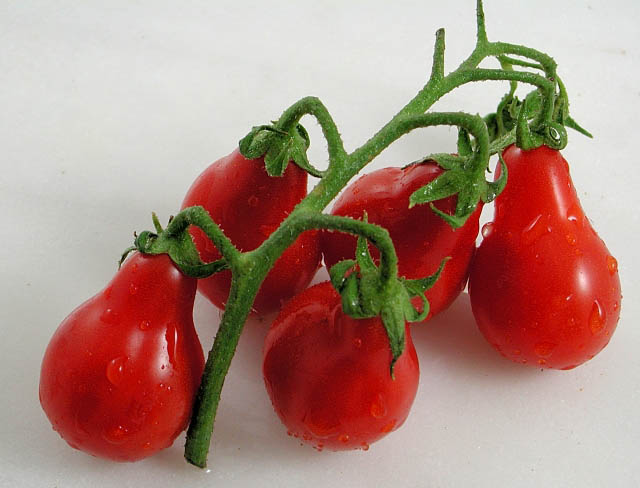 تصویر 4 از قیمت گوجه فرنگی لامپی با کیفیت ارزان + خرید عمده
