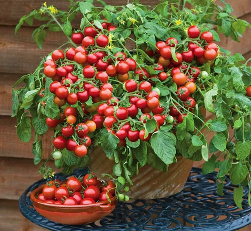 تصویر 5 از گوجه فرنگی گیلاسی + قیمت فروش استثنایی