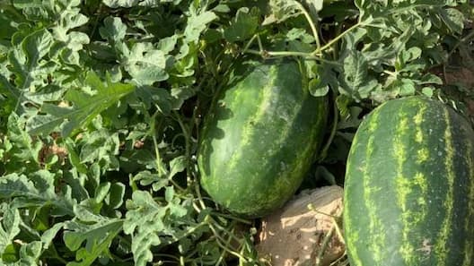 تصویر 2 از خرید و فروش هندوانه بیضی b32 با شرایط فوق العاده
