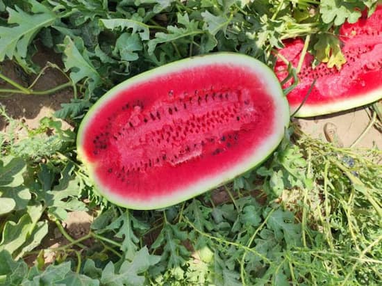 تصویر 4 از خرید و فروش هندوانه بیضی b32 با شرایط فوق العاده