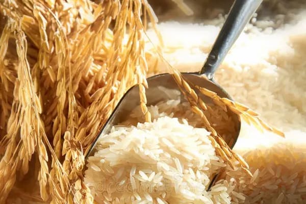تصویر 1 از قیمت خرید برنج طارم جنوب + فروش ویژه