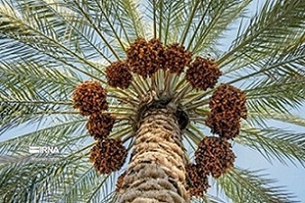 تصویر 5 از قیمت خرما پیارم فله با کیفیت ارزان + خرید عمده