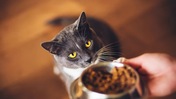 تصویر 2 از خرید و فروش خوراک گربه بالغ با شرایط فوق العاده