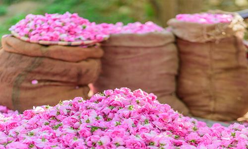 تصویر 5 از قیمت خرید گل محمدی عمده با فروش ویژه