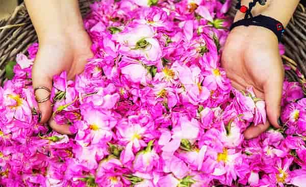 تصویر 5 از قیمت خرید گل محمدی دیم داراب با فروش ویژه