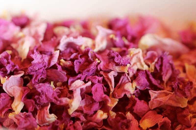 تصویر 5 از قیمت خرید گل محمدی صورتی کم رنگ + فروش عمده