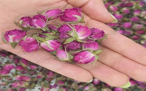 تصویر 4 از قیمت گل محمدی صورتی با کیفیت ارزان + خرید عمده