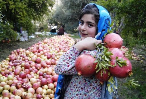 تصویر 5 از خرید و فروش انار فاروق مرودشت با شرایط فوق العاده