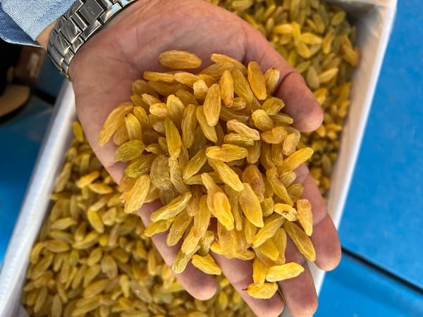 تصویر 1 از قیمت کشمش طلایی قلمی با کیفیت ارزان + خرید عمده