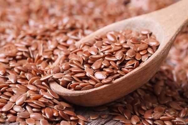 تصویر 5 از قیمت تخم کتان عطارک با فروش عمده