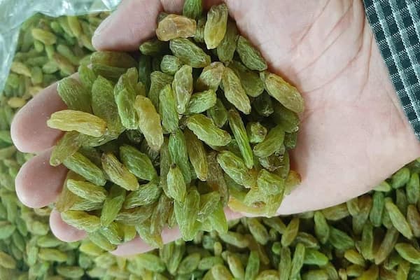 تصویر 5 از قیمت خرید کشمش سبز قلمی ممتاز + فروش ویژه