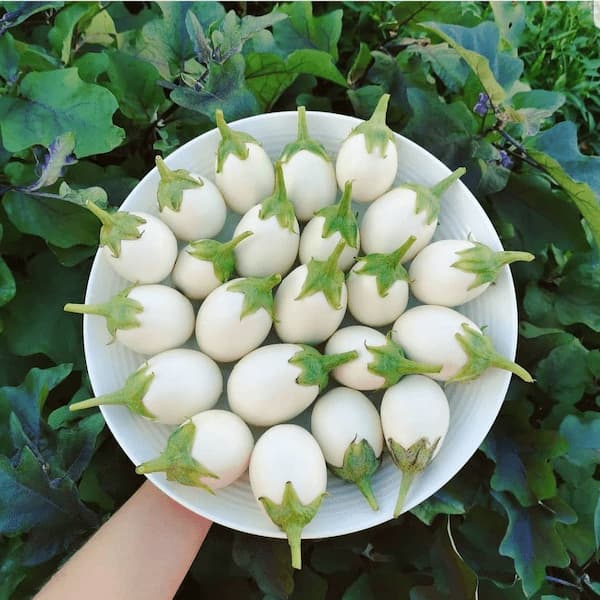 تصویر 3 از قیمت خرید بادمجان سفید دلمه ای با فروش عمده