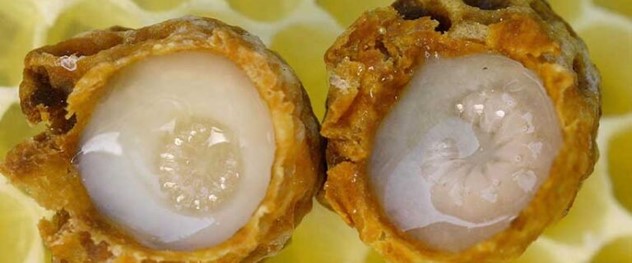تصویر 4 از قیمت ژل رویال اصل + خرید عمده