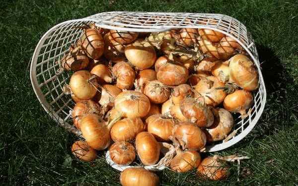 تصویر 5 از قیمت پیاز زرد ریز + خرید باور نکردنی