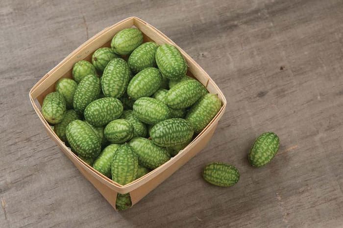تصویر 4 از قیمت هندوانه کوهی + خرید باور نکردنی