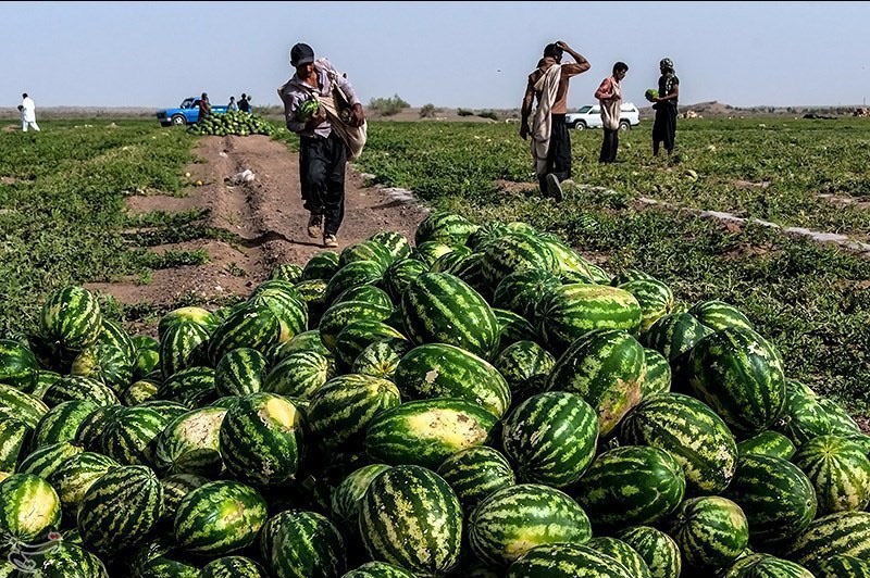 تصویر 3 از قیمت خرید هندوانه محلی گیلان با فروش عمده