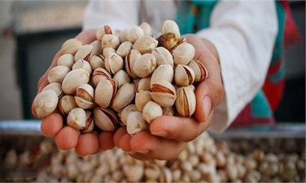 تصویر 2 از خرید و فروش پسته کله قوچی کرمان با شرایط فوق العاده