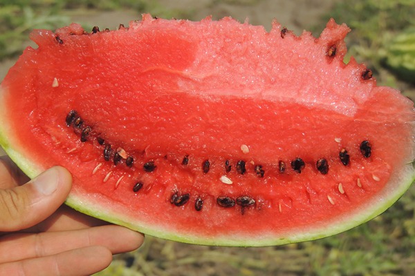 تصویر 3 از قیمت خرید هندوانه بیضی b32 + فروش ویژه