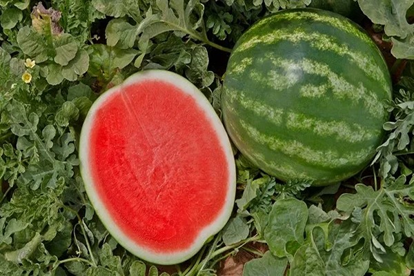 تصویر 5 از قیمت هندوانه میکادو گرد با کیفیت ارزان + خرید عمده
