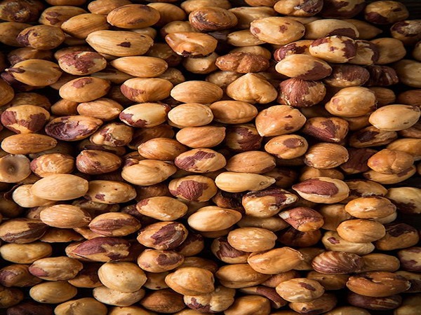 تصویر 1 از قیمت مغز فندق درجه یک + خرید باور نکردنی