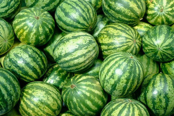 تصویر 1 از خرید هندوانه سفید ۸۰۴۰ + قیمت فروش استثنایی