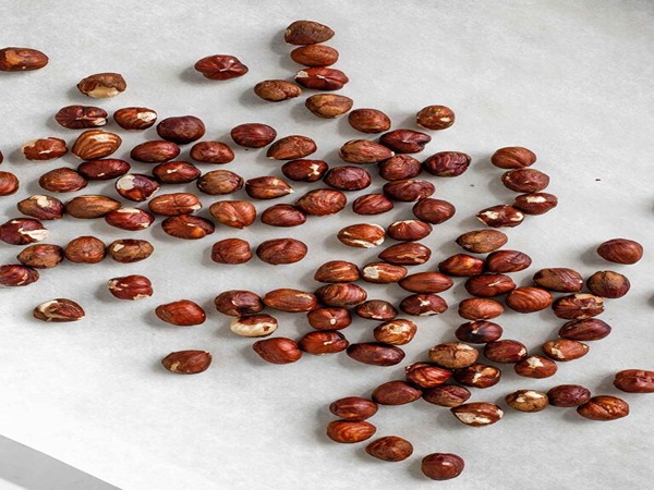 تصویر 4 از خرید مغز فندق عمده + قیمت فروش استثنایی