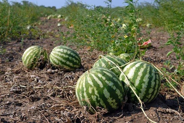 تصویر 4 از قیمت خرید هندوانه گرد خطی با فروش عمده