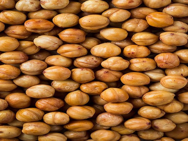 تصویر 5 از قیمت مغز فندق ایرانی + خرید باور نکردنی