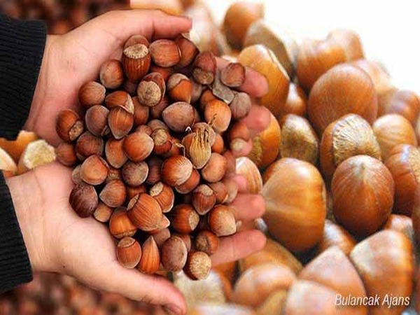 تصویر 2 از قیمت مغز فندق درجه یک + خرید باور نکردنی
