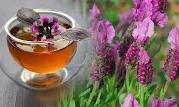 تصویر 2 از قیمت خرید عسل گون یک کیلویی با فروش عمده