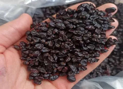 تصویر 5 از فروش زرشک کوهی سیاه + قیمت خرید به صرفه