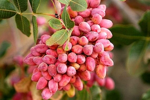 تصویر 5 از فروش پسته اکبری خام + قیمت خرید به صرفه