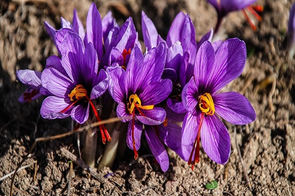 تصویر 5 از خرید گل گاوزبان گیلان + قیمت فروش استثنایی