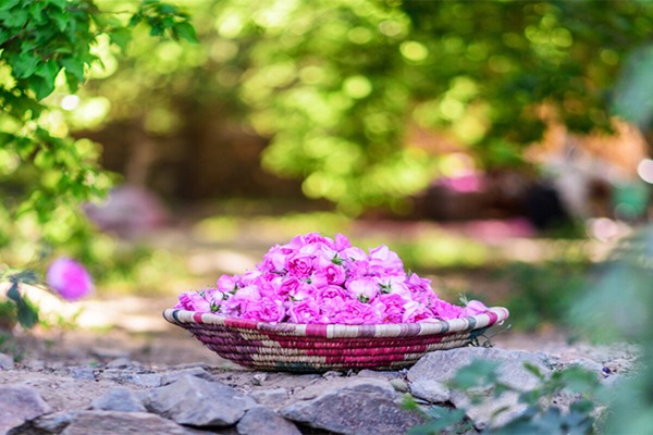 تصویر 4 از خرید عرق گل محمدی + قیمت فروش استثنایی