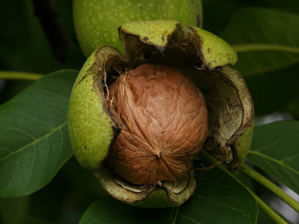 تصویر 3 از فروش گردو کاغذی مراغه + قیمت خرید به صرفه