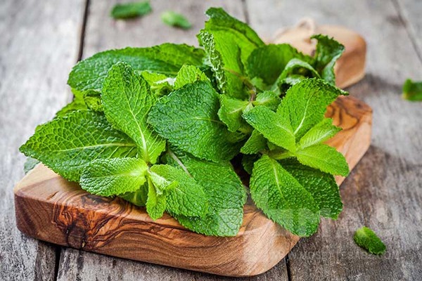 تصویر 4 از قیمت خرید عرق نعنا 20 لیتری با فروش عمده