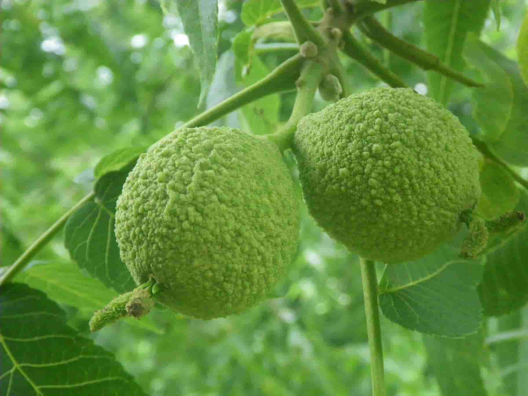 تصویر 3 از خرید گردو سبز تازه + قیمت فروش استثنایی